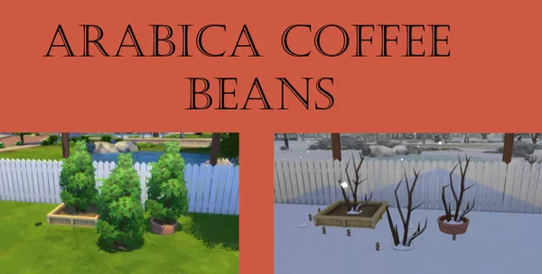 Arabica Coffee Beans Harvestable